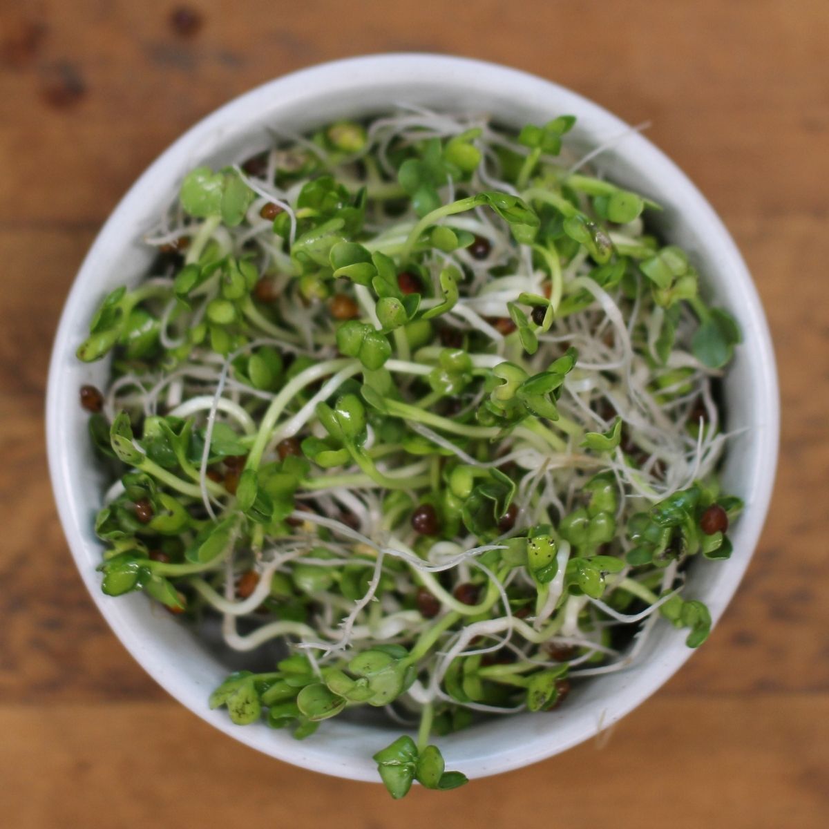 Sprouting Seeds- Radish Japanese 25g